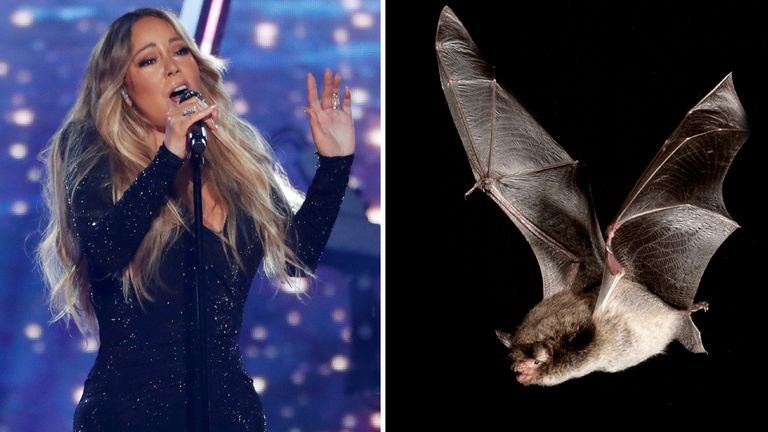  Mariah Carey and Daubenton&#39;s Bat 