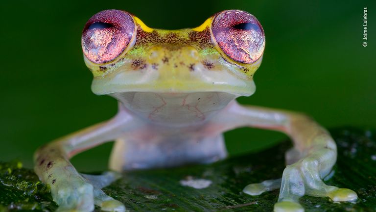 The frog with the ruby eyes by Jaime Culebras, Spain. This picture features in the People&#39;s Choice Award Shortlist for the Natural History Museum&#39;s Wildlife Photographer of the Year 2022