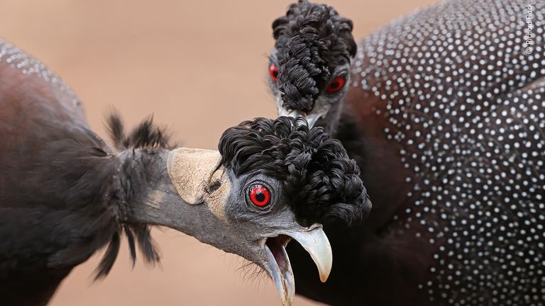 That’s the spot! By Richard Flack, South Africa. This picture features in the People&#39;s Choice Award Shortlist for the Natural History Museum&#39;s Wildlife Photographer of the Year 2022.
