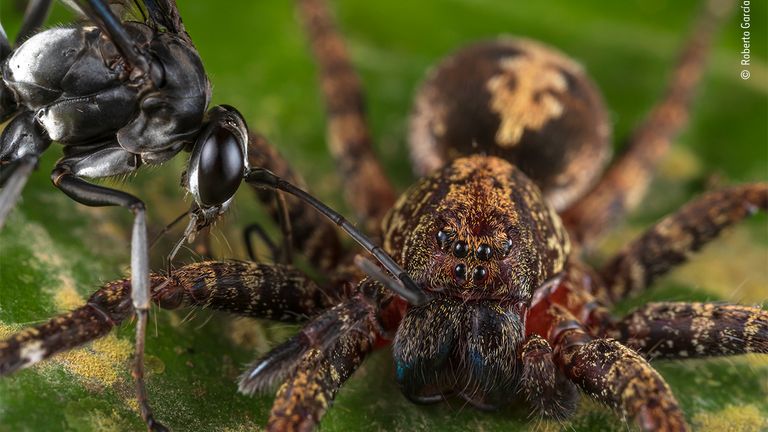 Wasp attack by Roberto García-Roa, Spain.  This picture features in the People&#39;s Choice Award Shortlist for the Natural History Museum&#39;s Wildlife Photographer of the Year 2022