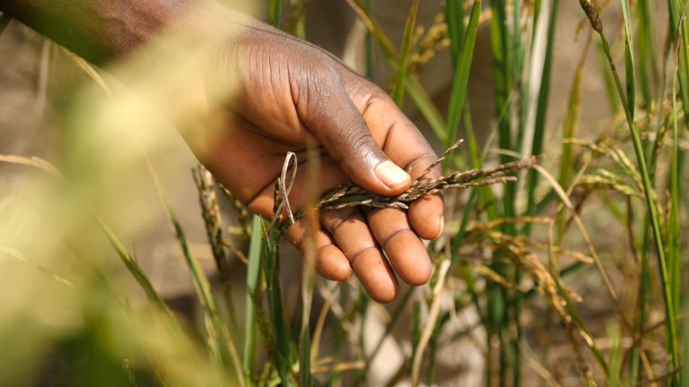 Destroyed rice plants