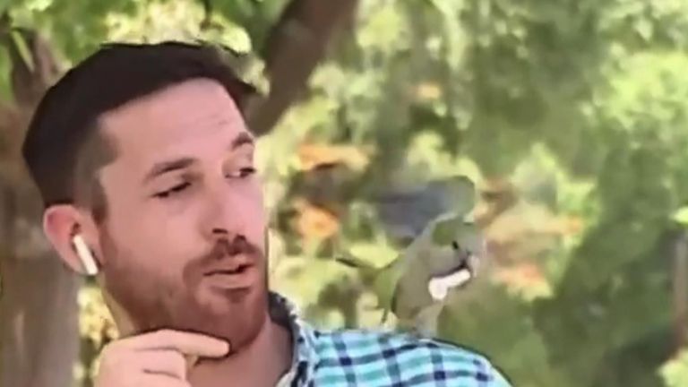Parrot steals reporter&#39;s earphone