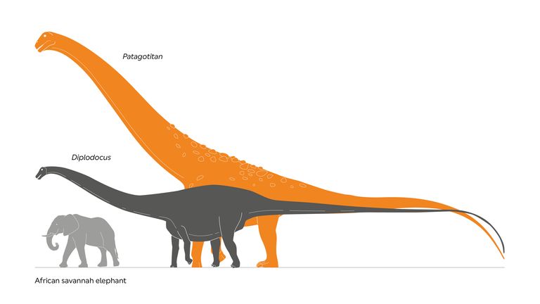 How the Patagotitan measures up to the diplodocus and an elephant (Pic: Trustees of the Natural History Museum)