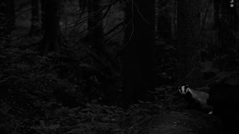 Night encounter by Sami Vartiainen, Finland. This picture features in the People&#39;s Choice Award Shortlist for the Natural History Museum&#39;s Wildlife Photographer of the Year 2022.