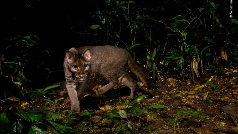 The elusive golden cat by Sebastian Kennerknecht, USA. This picture features in the People&#39;s Choice Award Shortlist for the Natural History Museum&#39;s Wildlife Photographer of the Year 2022.