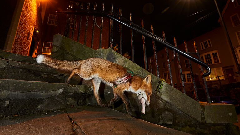 A fox’s tale by Simon Withyman, UK. This picture features in the People&#39;s Choice Award Shortlist for the Natural History Museum&#39;s Wildlife Photographer of the Year 2022.