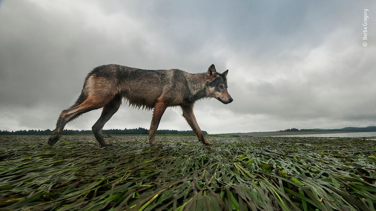 Coastline wolf by Bertie Gregory, UK. This picture features in the People&#39;s Choice Award Shortlist for the Natural History Museum&#39;s Wildlife Photographer of the Year 2022.