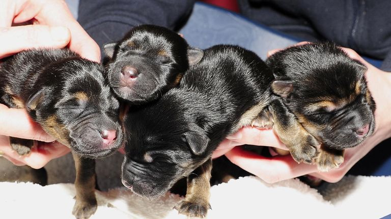 Four puppies that were rescued from a frozen canal in Sheffield at the Sheffield animal rescue centre. 2009