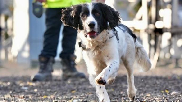 pringer Spaniel, Jac, who helps sniffs out faults on the power network, at Braehead electricity substation in Renfrew. Pic: Scottish Power Energy Networks (SPEN)