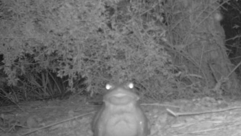 Sonoran Desert Toad. Pic: National Park Service