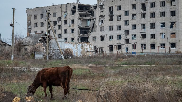 A cow grazes near a damaged house in the village of Arkhanhelske, Kherson region