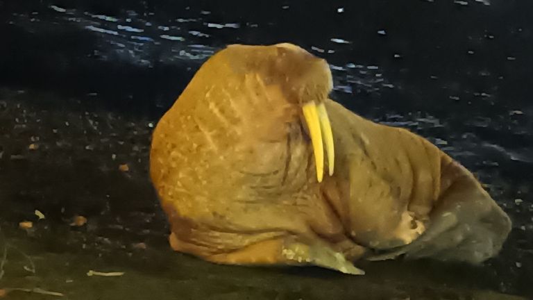 The walrus pictured at Dieppe port on Friday Pic: Twitter/ Prefecture of Normandy and Seine-Maritime