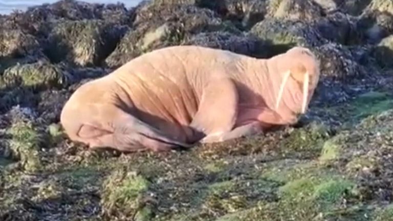 Walrus is observed on artificial island in The Netherlands