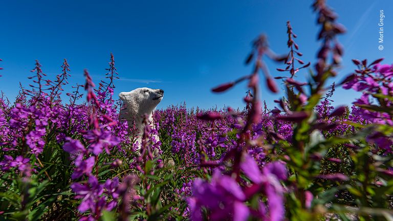 Among the flowers by Martin Gregus, Canada. This picture features in the People&#39;s Choice Award Shortlist for the Natural History Museum&#39;s Wildlife Photographer of the Year 2022.