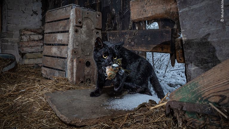 Caught by the cat by Michał Michlewicz, Poland. This picture features in the People&#39;s Choice Award Shortlist for the Natural History Museum&#39;s Wildlife Photographer of the Year 2022.