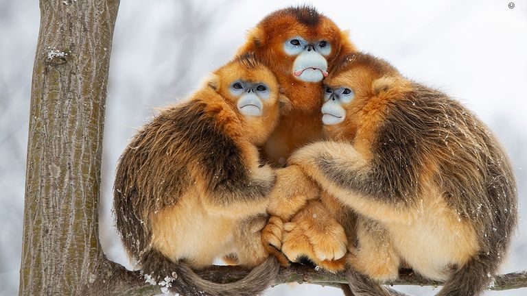 A golden huddle by Minqiang Lu, China This picture features in the People&#39;s Choice Award Shortlist for the Natural History Museum&#39;s Wildlife Photographer of the Year 2022.