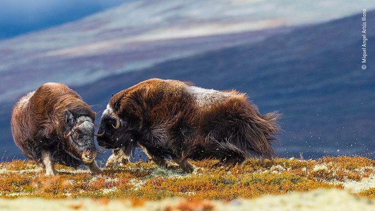 Head to head by Miquel Angel Artús Illana, Spain. This picture features in the People&#39;s Choice Award Shortlist for the Natural History Museum&#39;s Wildlife Photographer of the Year 2022.