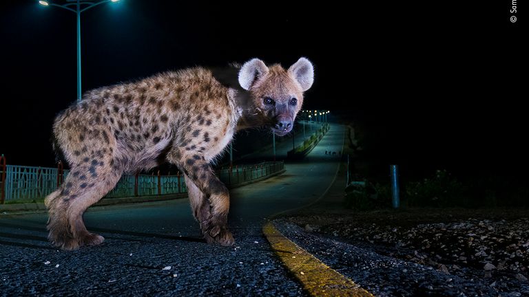 Hyena highway by Sam Rowley, UK.  This picture features in the People&#39;s Choice Award Shortlist for the Natural History Museum&#39;s Wildlife Photographer of the Year 2022.