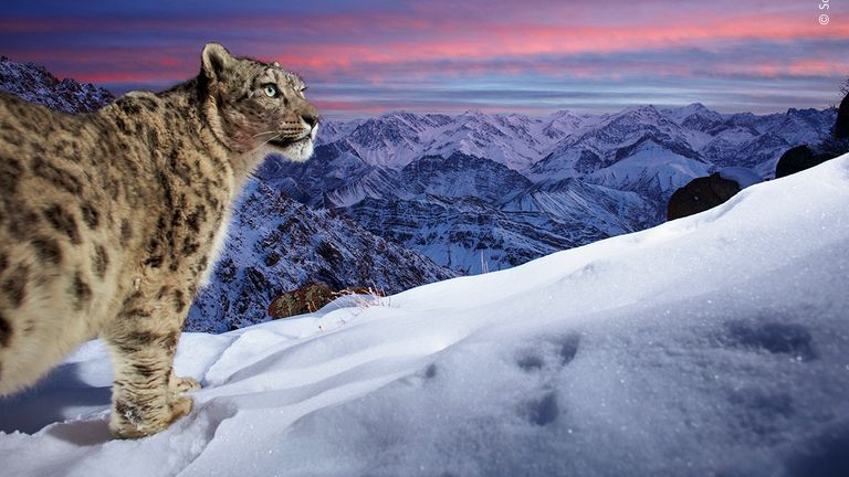 World of the snow leopard by Sascha Fonseca, Germany. This picture features in the People&#39;s Choice Award Shortlist for the Natural History Museum&#39;s Wildlife Photographer of the Year 2022.