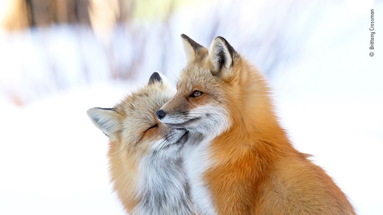 Fox affection by Brittany Crossman, Canada. This picture features in the People&#39;s Choice Award Shortlist for the Natural History Museum&#39;s Wildlife Photographer of the Year 2022.