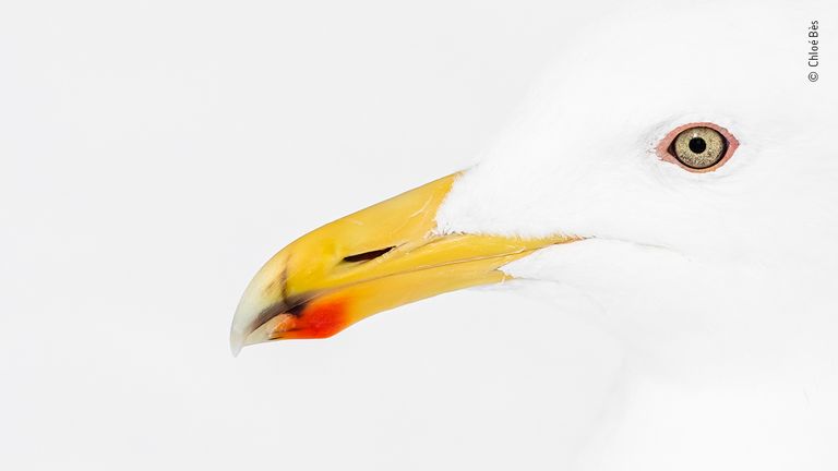 Red and yellow by Chloé Bès, France. This picture features in the People&#39;s Choice Award Shortlist for the Natural History Museum&#39;s Wildlife Photographer of the Year 2022.