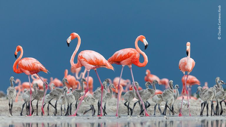 Caribbean crèche by Claudio Contreras Koob, Mexico. This picture features in the People&#39;s Choice Award Shortlist for the Natural History Museum&#39;s Wildlife Photographer of the Year 2022.