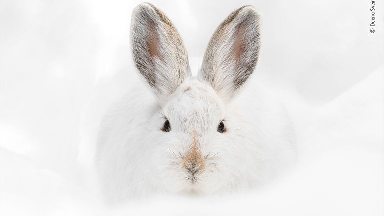 Snowshoe hare stare by Deena Sveinsson, USA. This picture features in the People&#39;s Choice Award Shortlist for the Natural History Museum&#39;s Wildlife Photographer of the Year 2022.
