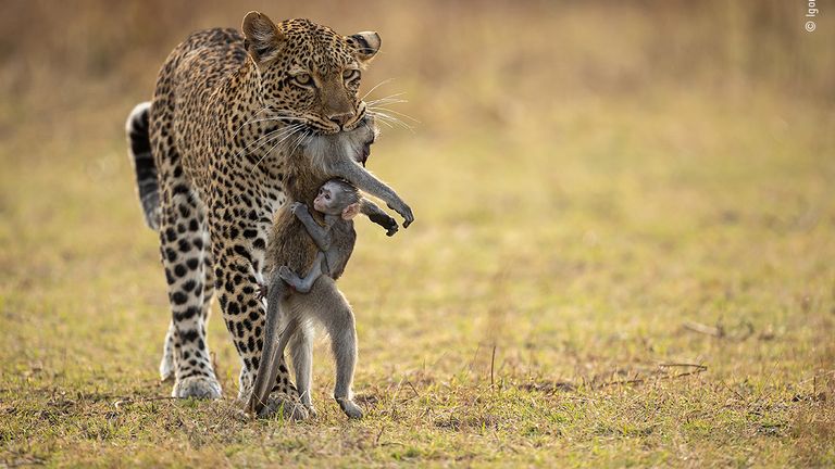 Holding on by Igor Altuna, Spain. This picture features in the People&#39;s Choice Award Shortlist for the Natural History Museum&#39;s Wildlife Photographer of the Year 2022.