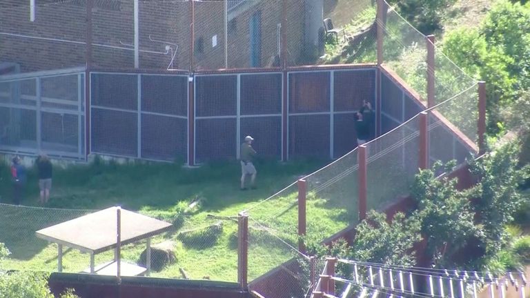 Zoo employees inspect the fences around a lion enclosure, after escaped lions were contained, at Taronga Zoo in Sydney, Australia