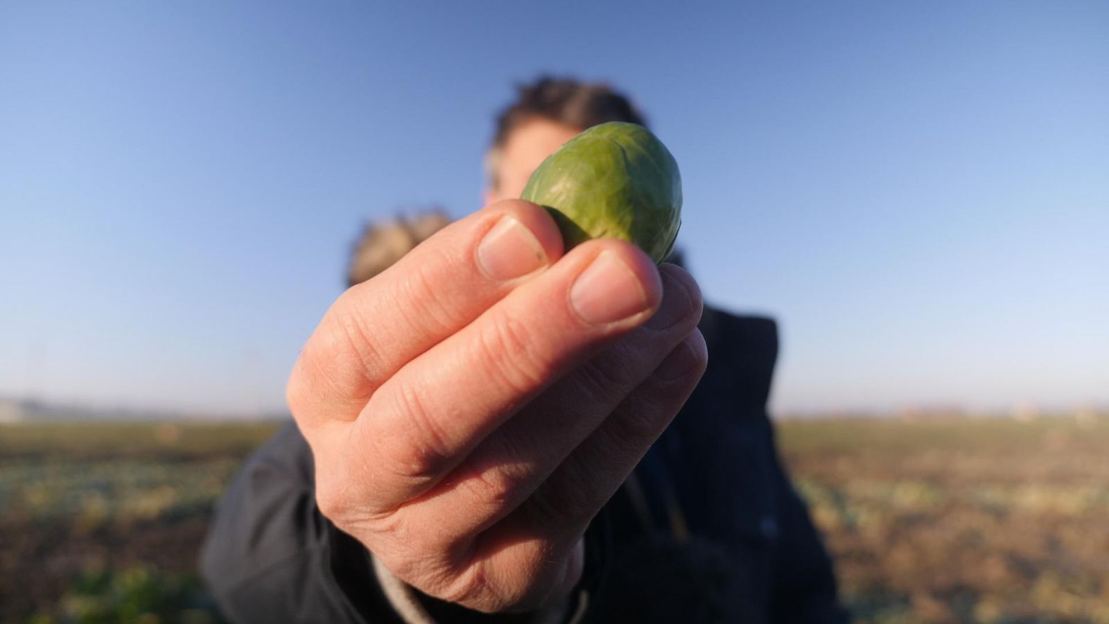 'I think about sprouts every day' Inside the Dutch factory growing