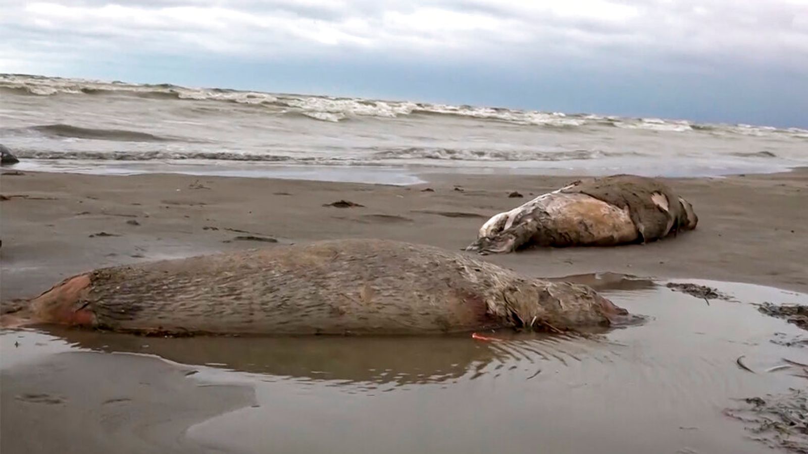 Photo of Na ruskom pobreží Kaspického mora World News našli telá 1700 mŕtvych tuleňov