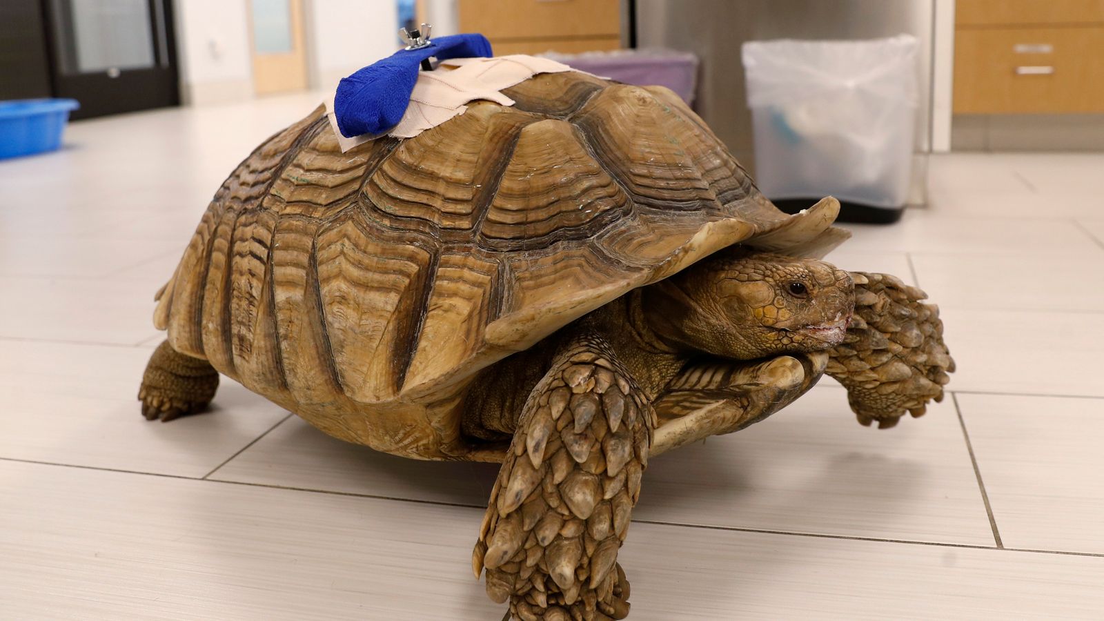 Mężczyzna z Kalifornii unika więzienia po tym, jak pijany dźgnął żółwia domowego w przedszkolu |  Wiadomości z USA