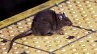 A rat lurks on a Times Square subway platform in New York. Pic: AP