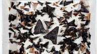 Shark teeth collected from seafloor near Cocos (Keeling) Islands at depth 5400m_Credit: Museums Victoria-Ben Healley.
