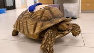 Michelangelo, the 70-year-old African tortoise. Pic: AP