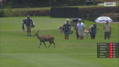 The buck stops on the first fairway!