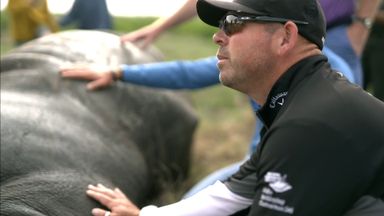 How the DP World Tour is helping to protect Rhinos