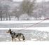 'Do not do this': Fire chiefs warn public to steer clear of frozen ponds