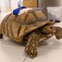Man avoids jail after stabbing nursery's pet tortoise in drunken attack