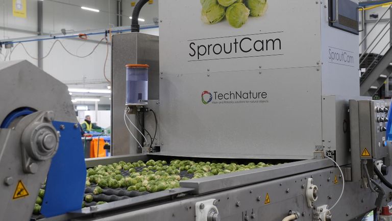 Primeale factory in the Netherlands – the world centre of sprout-growing