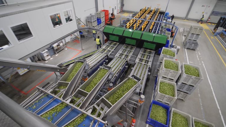 Primeale fabriek in Nederland – het wereldcentrum van de spruitenteelt