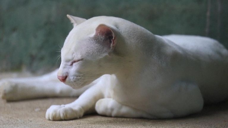 Unique albino ocelot confirmed in Colombia