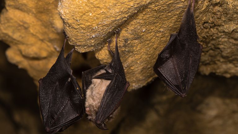 Bats, pictured here in Somerset, had to be rescued due to the heat