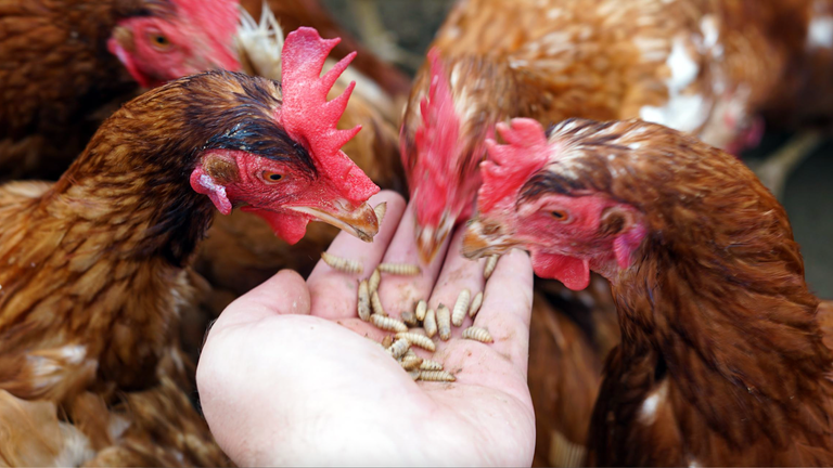 The insects replace soya and grains in the hens';  diet
