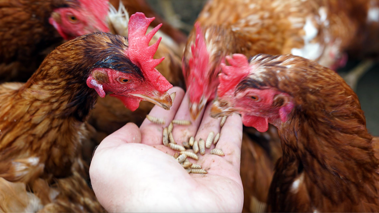 The insects replace soy and grains in the chickens' diet