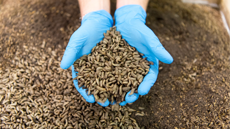 Once the flies have been well fed on food waste, they are dished up for hens to snack on