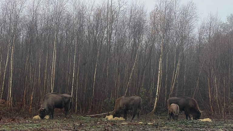 Bison rewilding