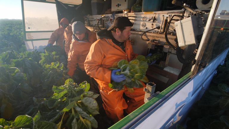 Brussels sprouts being harvested in the Netherlands 