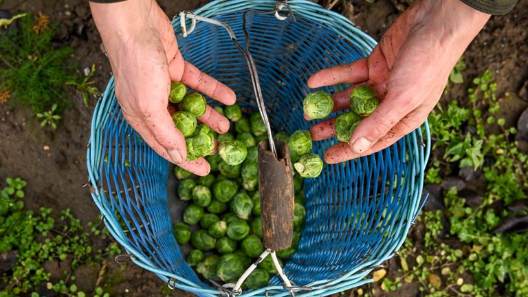 Brussels sprouts are harvested on a farm. Pic: Reuters 