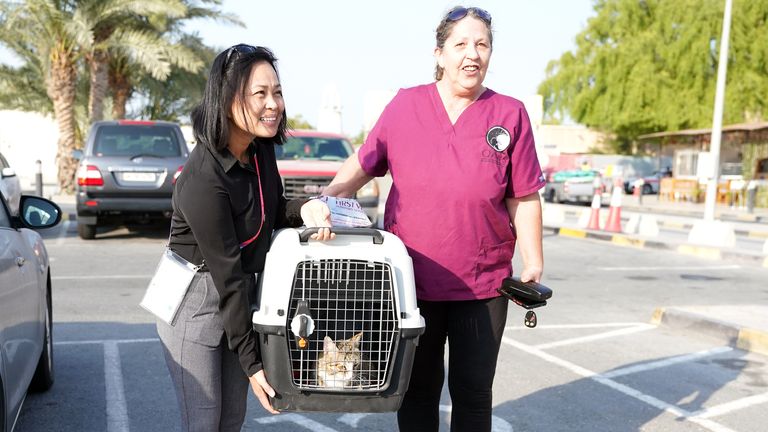 Dave the cat before leaving Al Wakrah on his way to England, United Kingdom to be resettled.  Dave the cat spends time with the England players and is adopted as their mascot in the Fifa World Cup 2022 campaign. Photo date: Sunday 11 December 2022.